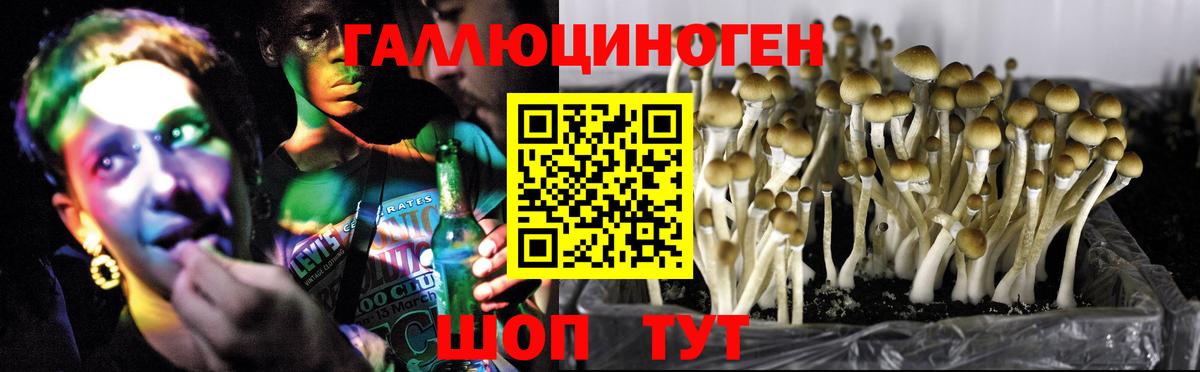 Галлюциногенные грибы Cubensis  Галлюциногенные грибы прущие грибы  Вход с VPN  Рассказово 